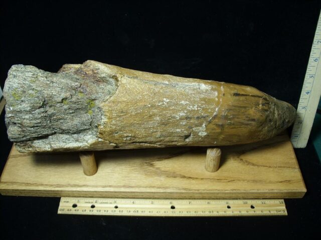Triceratops Brow Horn (022022t)....On HOLD for MATT R..02/20/22 - Image 6