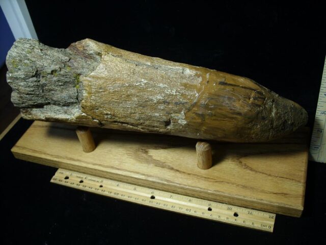 Triceratops Brow Horn (022022t)....On HOLD for MATT R..02/20/22 - Image 7