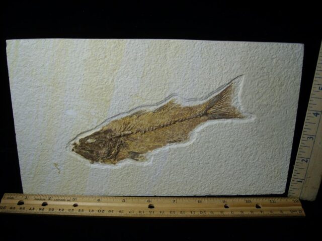Mioplosus Fossil  Fish Plate (022322a)