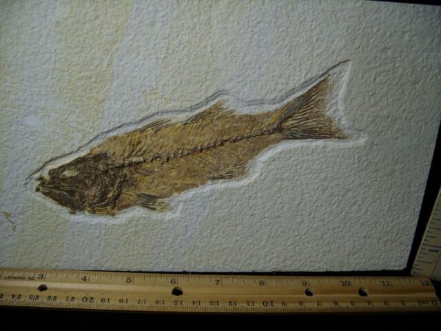 Mioplosus Fossil  Fish Plate (022322a) - Image 2