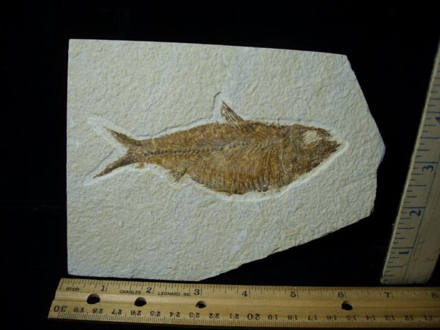 Fossilized “Green River” Fish (022322f)