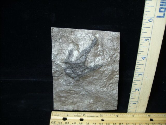 DINOSAUR TRACK  (022322p)
