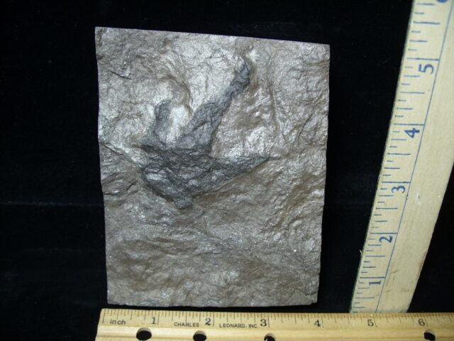 DINOSAUR TRACK  (022322p) - Image 2
