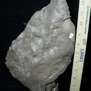 DINOSAUR TRACK  (022322s)