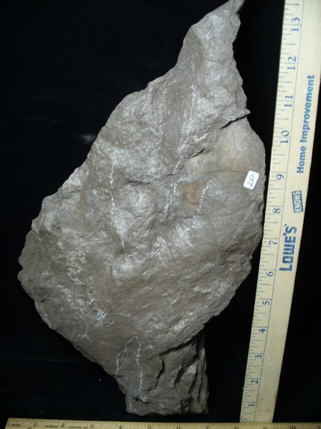 DINOSAUR TRACK  (022322s)