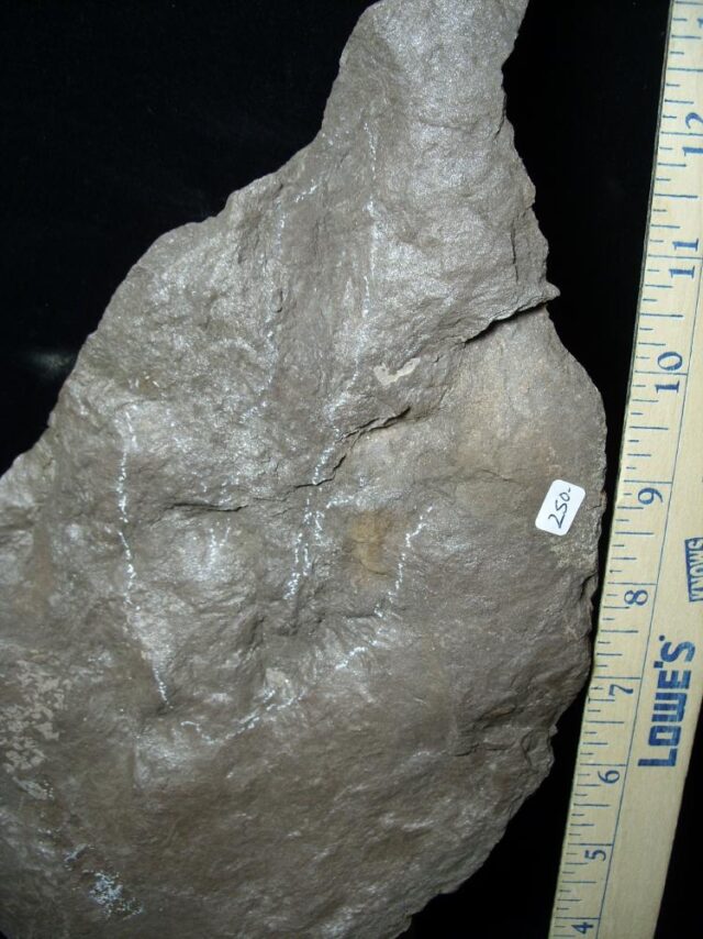 DINOSAUR TRACK  (022322s) - Image 2