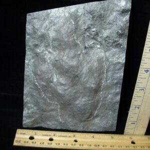 DINOSAUR TRACK  (021522h)