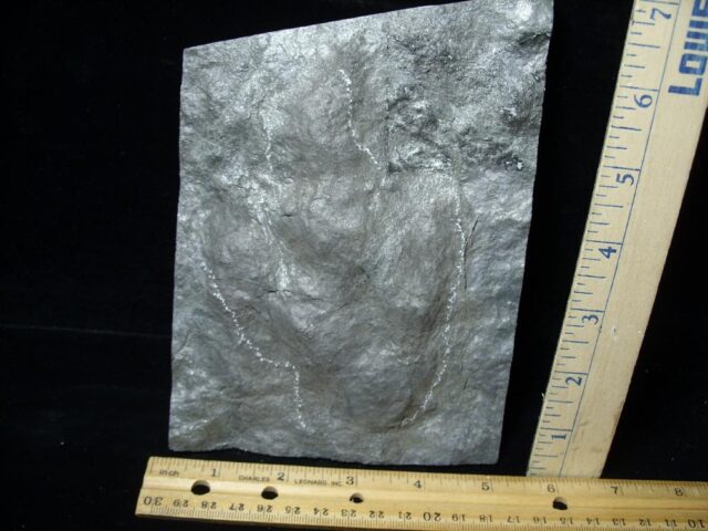 DINOSAUR TRACK  (021522h)