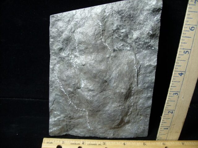 DINOSAUR TRACK  (021522h) - Image 2