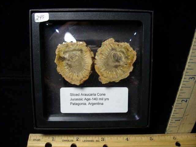 Sliced Araucaria Cone (022322w)