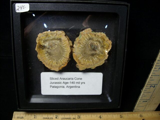 Sliced Araucaria Cone (022322w) - Image 2