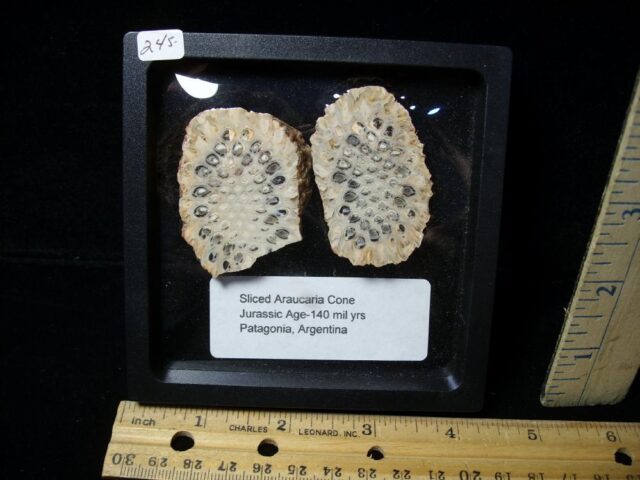 Sliced Araucaria Cone (022422a)