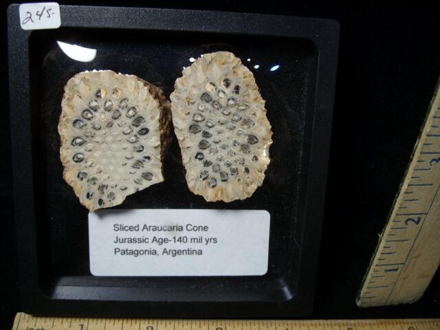 Sliced Araucaria Cone (022422a) - Image 2