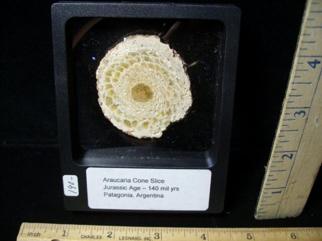 Sliced Araucaria Cone (022422b)* “SPECIAL - BELOW DEALER COST ” * - Image 2