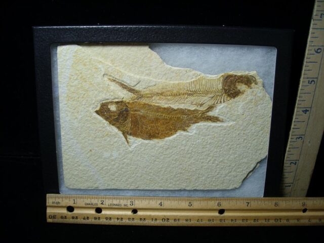 Fossilized “Green River” Fish (022422c)