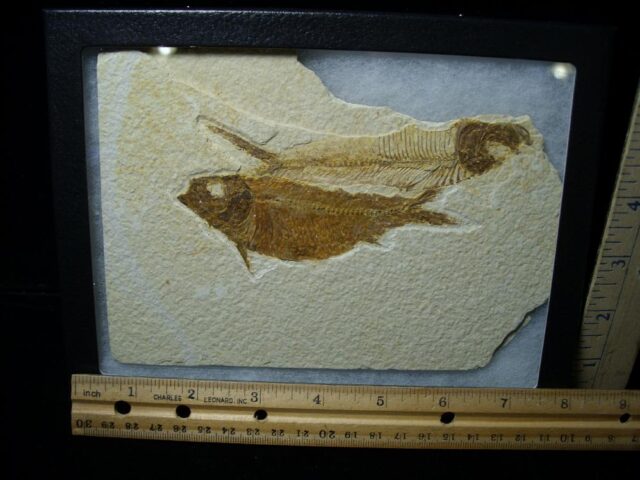 Fossilized “Green River” Fish (022422c) - Image 2
