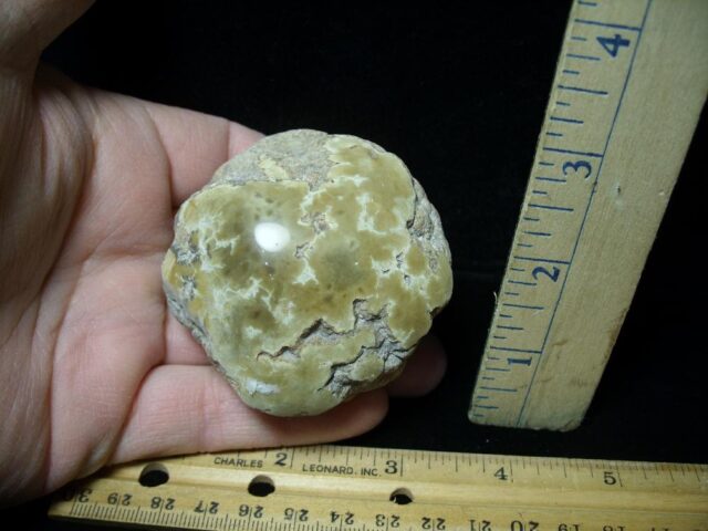 Complete Dinosaur Coprolite  (Poop) (022422d)