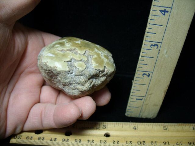 Complete Dinosaur Coprolite  (Poop) (022422d) - Image 2