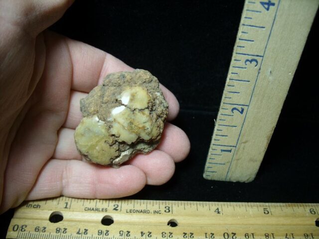 Dinosaur Coprolite  (Poop) (022422g)