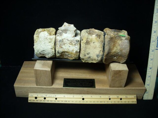 Hadrosaur (Duckbill Dinosaur) Tail Vertebrae (021022b)