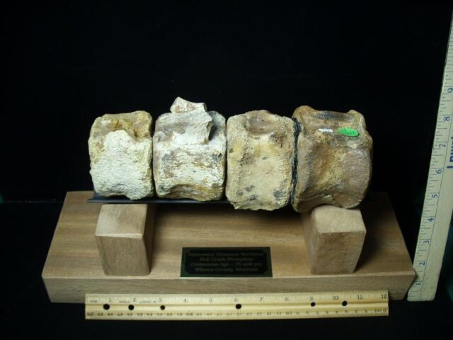 Hadrosaur (Duckbill Dinosaur) Tail Vertebrae (021022b) - Image 4