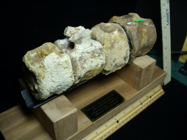 Hadrosaur (Duckbill Dinosaur) Tail Vertebrae (021022b) - Image 3