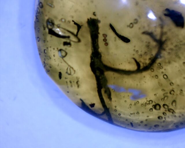 Dominican Amber with Plant Branches (030222k)