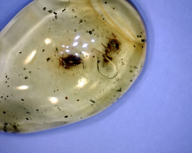 Dominican Amber Specimen with Red Ant (030222mx)