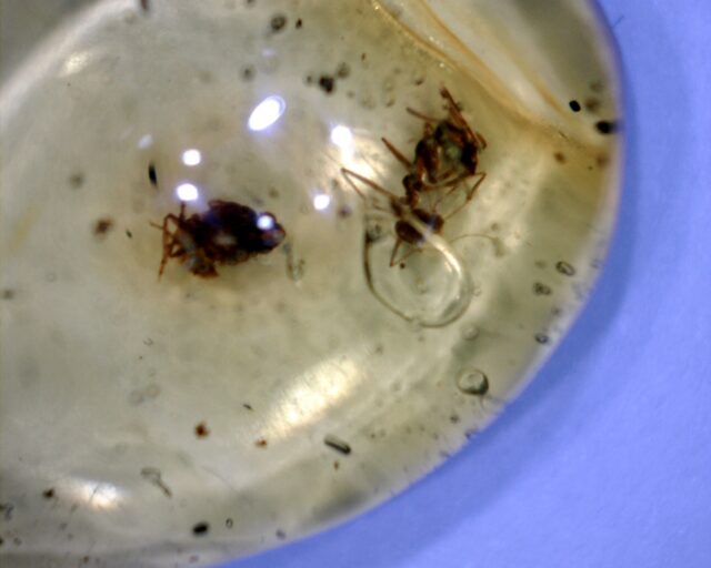 Dominican Amber Specimen with Red Ant (030222mx) - Image 2