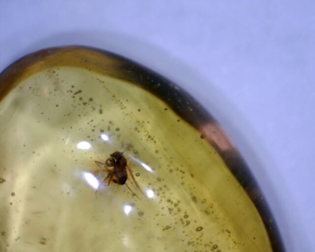 Dominican Amber with Mosquito (030222s)