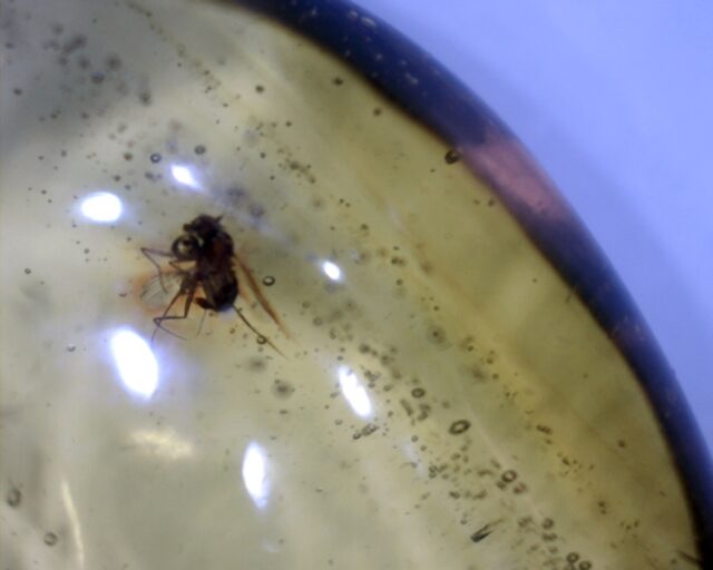 Dominican Amber with Mosquito (030222s) - Image 2