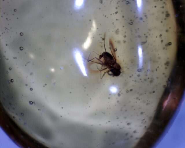 Dominican Amber with Mosquito (030222s) - Image 3