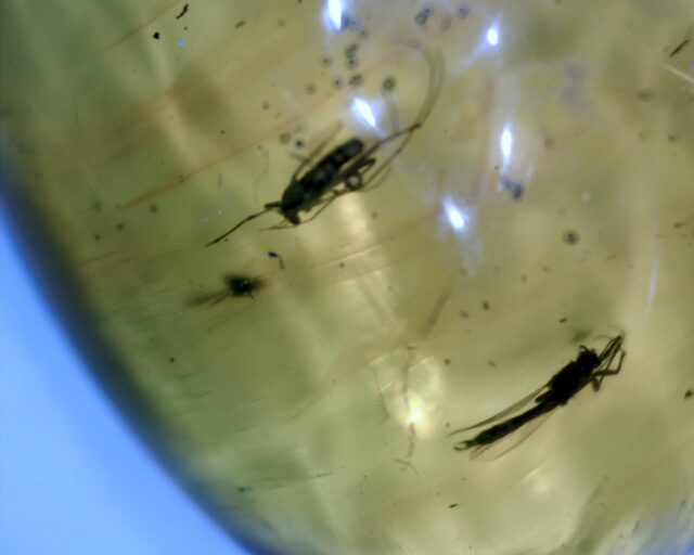 Amber Specimen with Two Mosquitoes (032322b)
