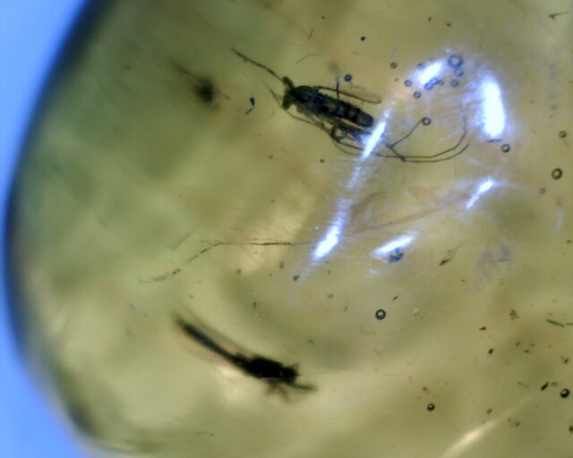 Amber Specimen with Two Mosquitoes (032322b) - Image 2