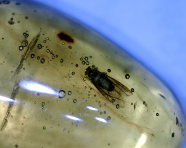 Dominican Amber Specimen with Fly  (032322e) - Image 2