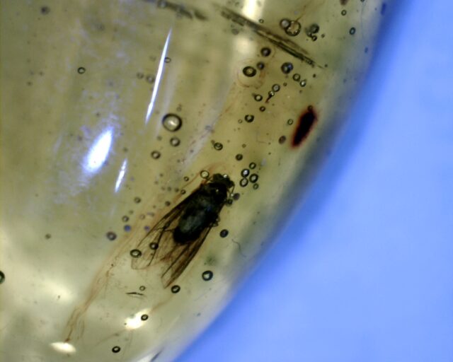 Dominican Amber Specimen with Fly  (032322e) - Image 3