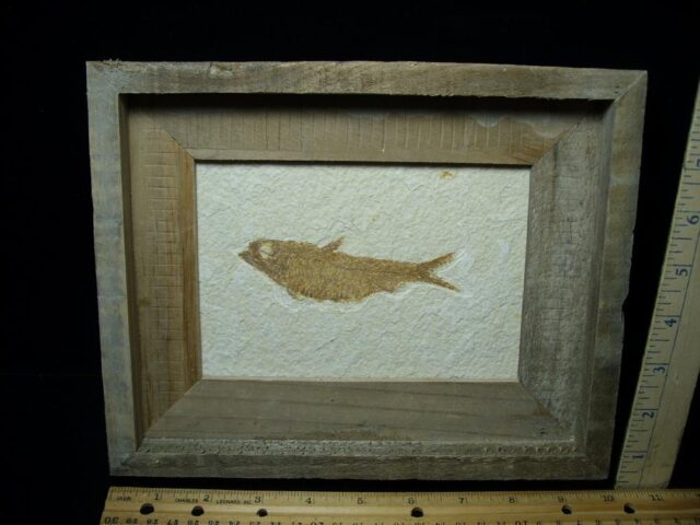 Framed Fossilized “Green River” Fish (121722n)