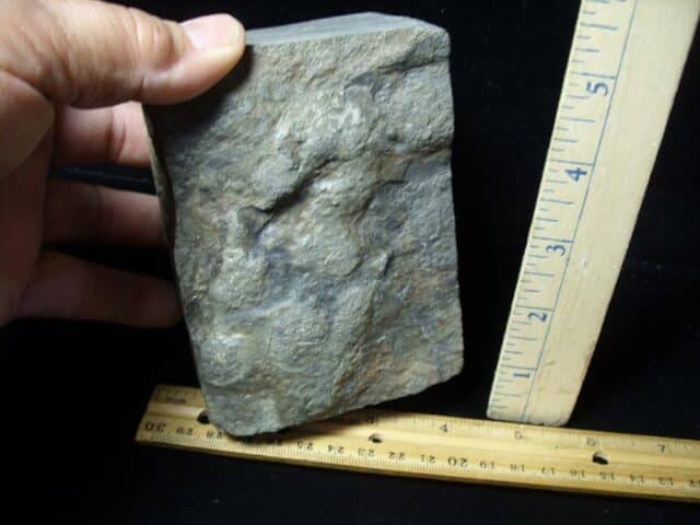 DINOSAUR TRACK  (030822j) - Image 3