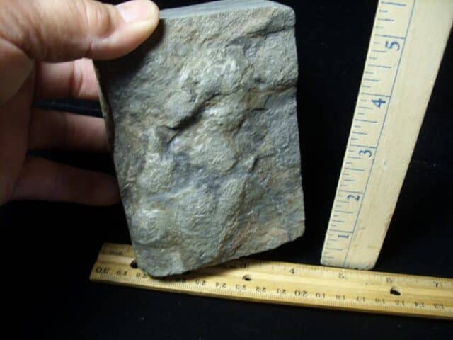 DINOSAUR TRACK  (030822j) - Image 2