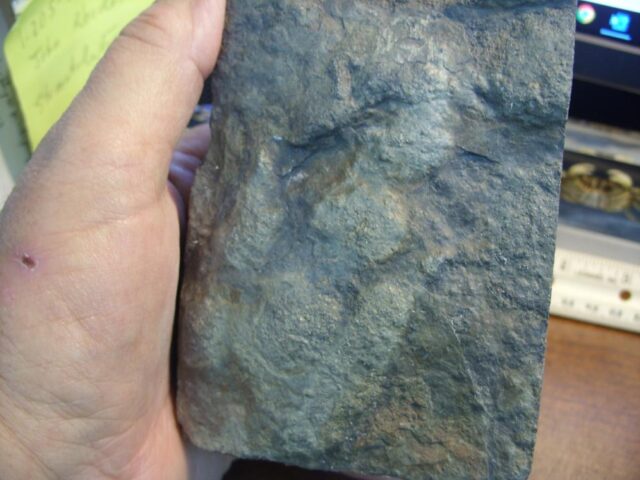 DINOSAUR TRACK  (030822j)