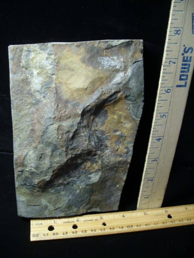 DINOSAUR TRACK  (030822e) - Image 3