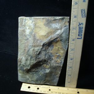 DINOSAUR TRACK  (030822e)