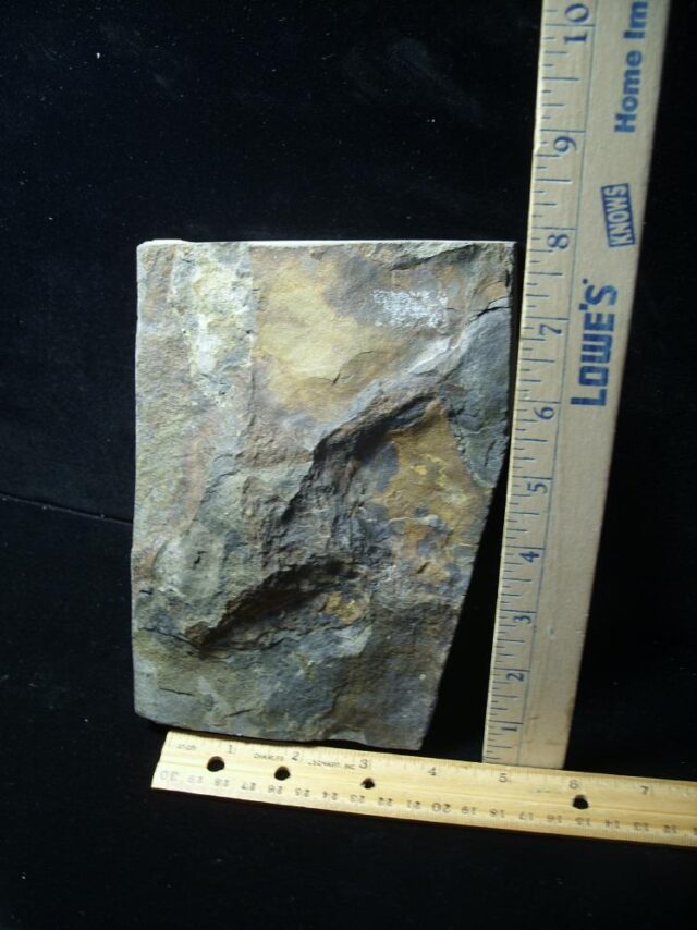 DINOSAUR TRACK  (030822e)
