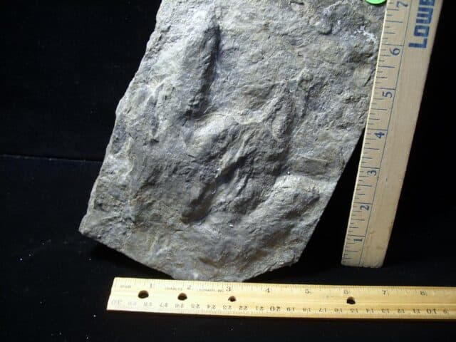 DINOSAUR TRACKS (030822g) - Image 3