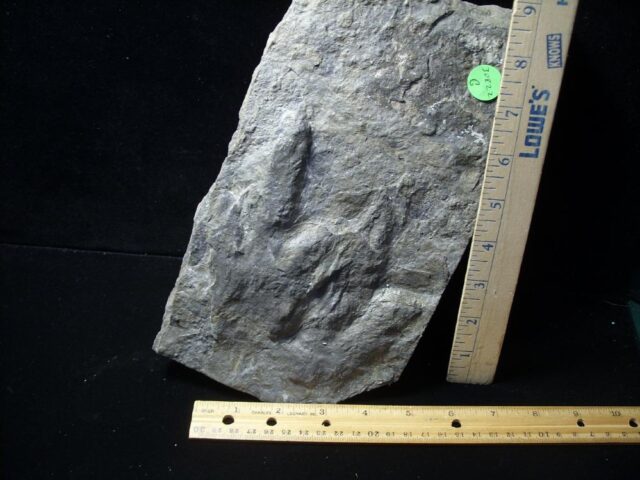 DINOSAUR TRACKS (030822g)