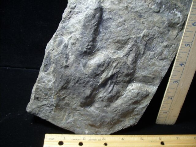 DINOSAUR TRACKS (030822g) - Image 2