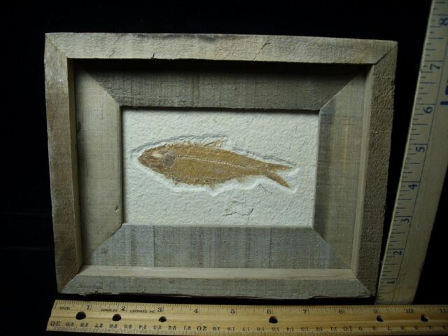 Framed Fossilized “Green River” Fish (022822m)
