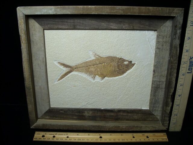 Framed Fossilized “Green River” Fish (030122a)