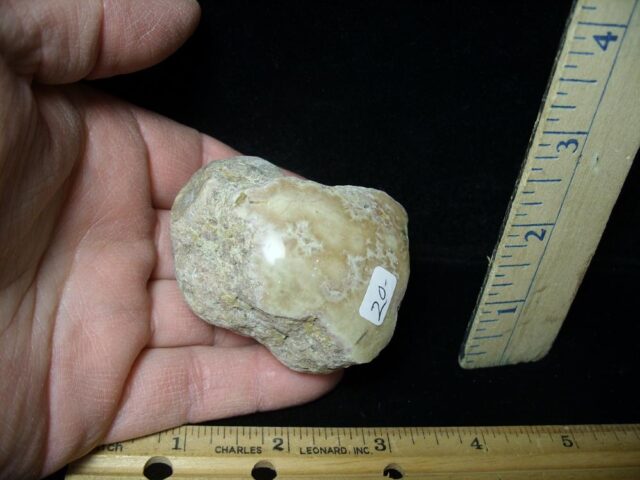 Complete Dinosaur Coprolite  (Poop) (030222b