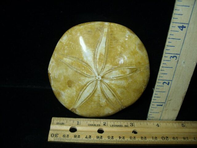 Large Fossilized Echinoid (Sand-dollar) (030222d)